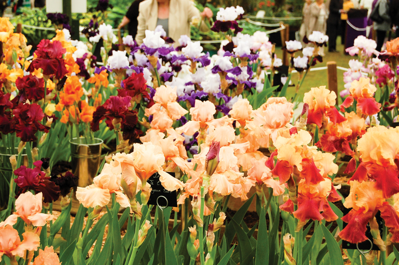 Badminton RHS Flower Show