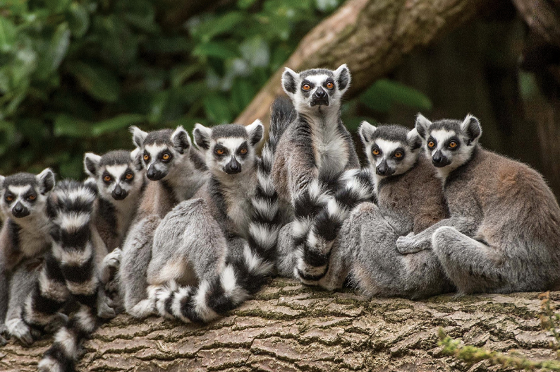 Chester Zoo - As Seen on TV