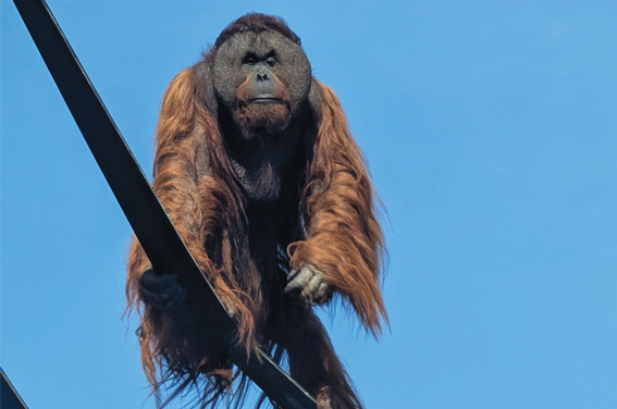 Bournemouth's Monkeys & Mansions